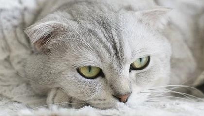 霍华德离去湖人需补强内线 小加已成头号目标？